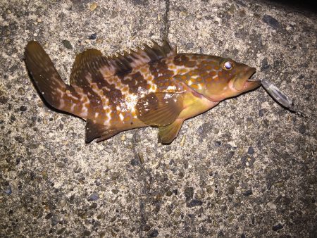 今日もメバリング